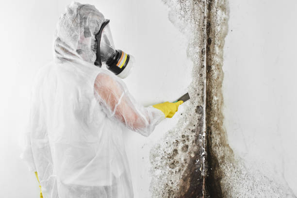 Best Emergency Mold Removal  in Salem, IL