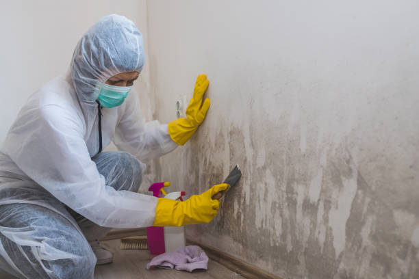 Best Commercial Mold Removal  in Salem, IL
