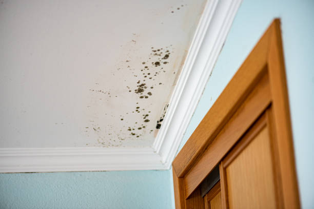 Best Residential Mold Removal  in Salem, IL