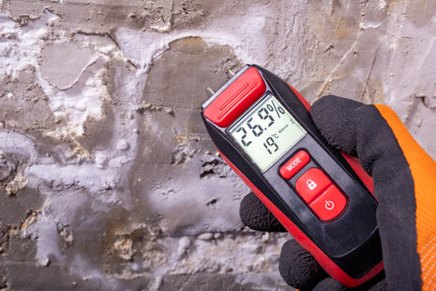 Best Same-Day Mold Removal  in Salem, IL