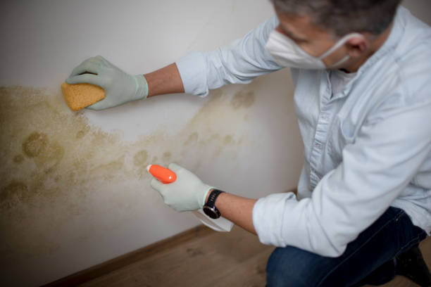 Best Mold Inspection  in Salem, IL