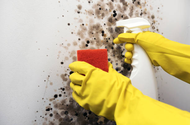 Home Mold Removal in Salem, IL