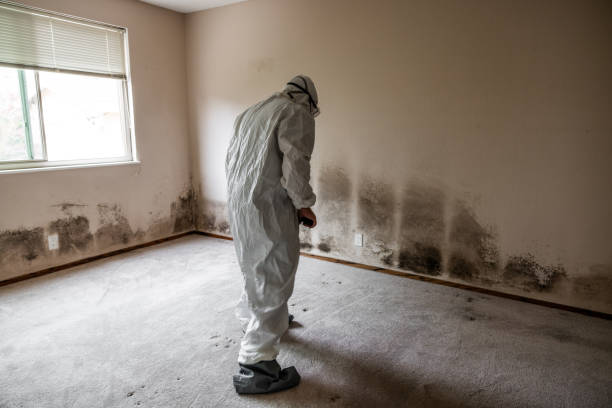Best Certified Mold Removal  in Salem, IL