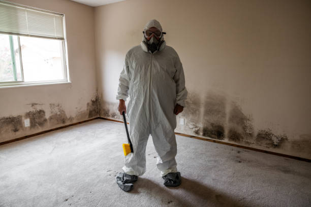 Best Local Mold Removal Service  in Salem, IL