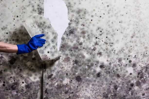 Best Mold Removal Company Near Me  in Salem, IL